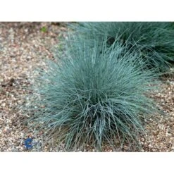Blå Bjørnegræs 'Elijah Blue' Festuca Glauca 'Elijah Blue' 1 Liter Potte 19 Blå Bjørnegræs 'Elijah Blue' Festuca Glauca 'Elijah Blue' 1 Liter Potte -Osmo Salgsbutik fi8785 festuca glauca elijah blue 89ea