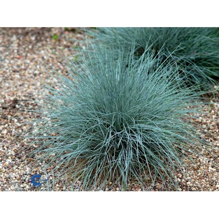 Blå Bjørnegræs 'Elijah Blue' Festuca Glauca 'Elijah Blue' 1 Liter Potte 11 Blå Bjørnegræs 'Elijah Blue' Festuca Glauca 'Elijah Blue' 1 Liter Potte - Billede 9