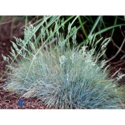 Blå Bjørnegræs 'Elijah Blue' Festuca Glauca 'Elijah Blue' 1 Liter Potte 18 Blå Bjørnegræs 'Elijah Blue' Festuca Glauca 'Elijah Blue' 1 Liter Potte -Osmo Salgsbutik fi8785 festuca glauca elijah blue 9555