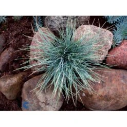 Blå Bjørnegræs 'Elijah Blue' Festuca Glauca 'Elijah Blue' 1 Liter Potte 17 Blå Bjørnegræs 'Elijah Blue' Festuca Glauca 'Elijah Blue' 1 Liter Potte -Osmo Salgsbutik fi8785 festuca glauca elijah blue df85