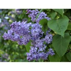 Almindelig Syren Syringa Vulgaris Solitær Busk 150-175 Cm. - Med Klump -Osmo Salgsbutik fi893 syringa vulgaris 1e27