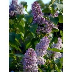 Almindelig Syren Syringa Vulgaris Solitær Busk 150-175 Cm. - Med Klump -Osmo Salgsbutik fi893 syringa vulgaris dc00