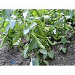 Valskbønne 'Express' Øko Vicia Faba 'Express' Frøpose, Antal Pr. Pakke, Ca. 13 Stk. -Osmo Salgsbutik fi917 boenne valsk 12f8