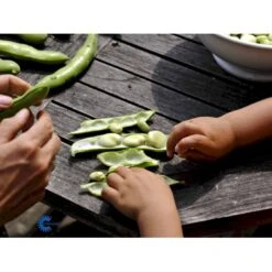 Valskbønne 'Express' Øko Vicia Faba 'Express' Frøpose, Antal Pr. Pakke, Ca. 13 Stk. -Osmo Salgsbutik fi917 boenne valsk b39f