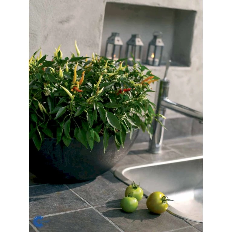 Chilipeber 'Lombardo' Capsicum Annuum 'Lombardo' Pose Med Frø Eller Løg, 5 4 Chilipeber 'Lombardo' Capsicum Annuum 'Lombardo' Pose Med Frø Eller Løg, 5 - Billede 2