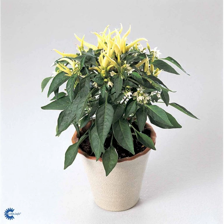 Chilipeber 'Lombardo' Capsicum Annuum 'Lombardo' Pose Med Frø Eller Løg, 5 7 Chilipeber 'Lombardo' Capsicum Annuum 'Lombardo' Pose Med Frø Eller Løg, 5 - Billede 5