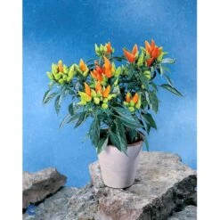 Chilipeber 'Lombardo' Capsicum Annuum 'Lombardo' Pose Med Frø Eller Løg, 5 17 Chilipeber 'Lombardo' Capsicum Annuum 'Lombardo' Pose Med Frø Eller Løg, 5 -Osmo Salgsbutik fi918 capsicum annuum ea69