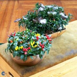 Chilipeber 'Lombardo' Capsicum Annuum 'Lombardo' Pose Med Frø Eller Løg, 5 13 Chilipeber 'Lombardo' Capsicum Annuum 'Lombardo' Pose Med Frø Eller Løg, 5 -Osmo Salgsbutik fi918 capsicum annuum f2f9