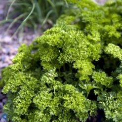 Kruspersille 'Grüne Perle' Øko Petroselinum Crispum 'Grüne Perle' Frøpose, Antal Pr. Pakke, Ca. 120 Stk. -Osmo Salgsbutik fi957 petroselinum crispum 0c69