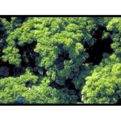 Kruspersille 'Grüne Perle' Øko Petroselinum Crispum 'Grüne Perle' Frøpose, Antal Pr. Pakke, Ca. 120 Stk. -Osmo Salgsbutik fi957 petroselinum crispum 42d2