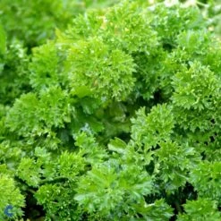 Kruspersille 'Grüne Perle' Øko Petroselinum Crispum 'Grüne Perle' Frøpose, Antal Pr. Pakke, Ca. 120 Stk. -Osmo Salgsbutik fi957 petroselinum crispum d67c