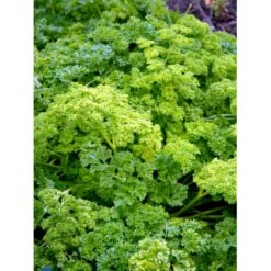 Kruspersille 'Grüne Perle' Øko Petroselinum Crispum 'Grüne Perle' Frøpose, Antal Pr. Pakke, Ca. 120 Stk. -Osmo Salgsbutik fi957 petroselinum crispum f1e2