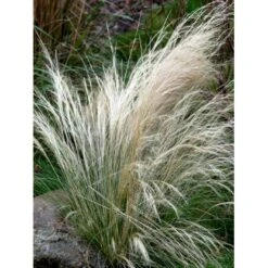 Hejregræs Stipa Tenuissima Bakke Med 12 Stk. -Osmo Salgsbutik mi10089 stipa tenuissima 03d7
