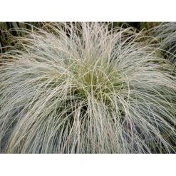 Star 'Frosted Curls' Carex Comans 'Frosted Curls' Potte 2 Liter. -Osmo Salgsbutik mi10938 carex comans frosted curls 5017