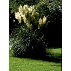 Pampasgræs Cortaderia Selloana 5 Liter Potte -Osmo Salgsbutik mi11123 cortaderia selloana d9ae