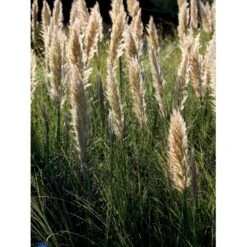 Pampasgræs Cortaderia Selloana 'Evita' 3 Liter Potte -Osmo Salgsbutik mi11125 cortaderia selloana evita db4e