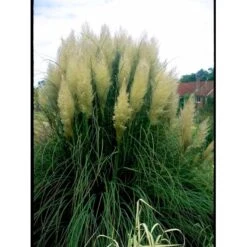 Lav Pampasgræs 'Pumila' Cortaderia Sellona 'Pumila' Potte 2 Liter. -Osmo Salgsbutik mi11127 cortaderia selloana pumila 9b8e