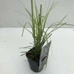Pampasgræs 'Rosea' Cortaderia Selloana 'Rosea' Potte 2 Liter. -Osmo Salgsbutik mi11128 cortaderia selloana rosea a09a