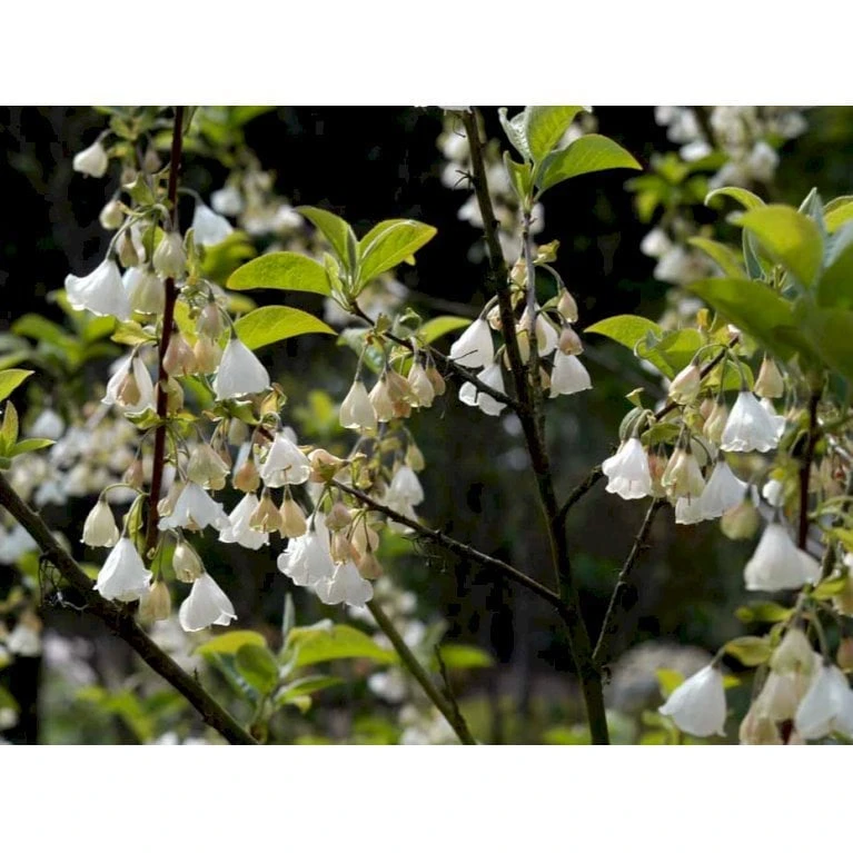 Halesia Carolina Sneklokketræ Med Klump,- 125-150 Cm. 6 Halesia Carolina Sneklokketræ Med Klump,- 125-150 Cm. - Billede 4
