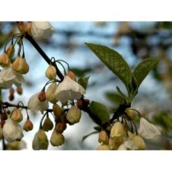 Halesia Carolina Sneklokketræ Med Klump,- 125-150 Cm. 8 Halesia Carolina Sneklokketræ Med Klump,- 125-150 Cm. -Osmo Salgsbutik mi1131 halesia carolina ec5a