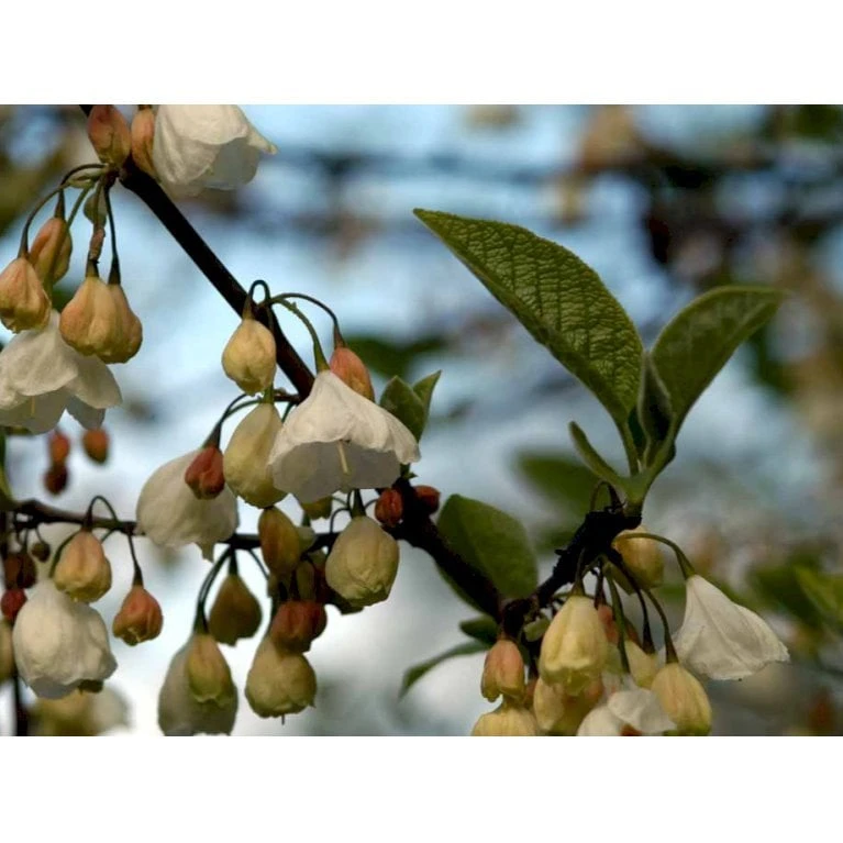 Halesia Carolina Sneklokketræ Med Klump,- 125-150 Cm. 5 Halesia Carolina Sneklokketræ Med Klump,- 125-150 Cm. - Billede 3