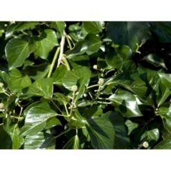 Busk-Vedbend 'Arborescens' Hedera Helix 'Arborescens' Potte 2,0 Liter,- 40-60 Cm. -Osmo Salgsbutik mi1133 hedera helix arborescens e49a