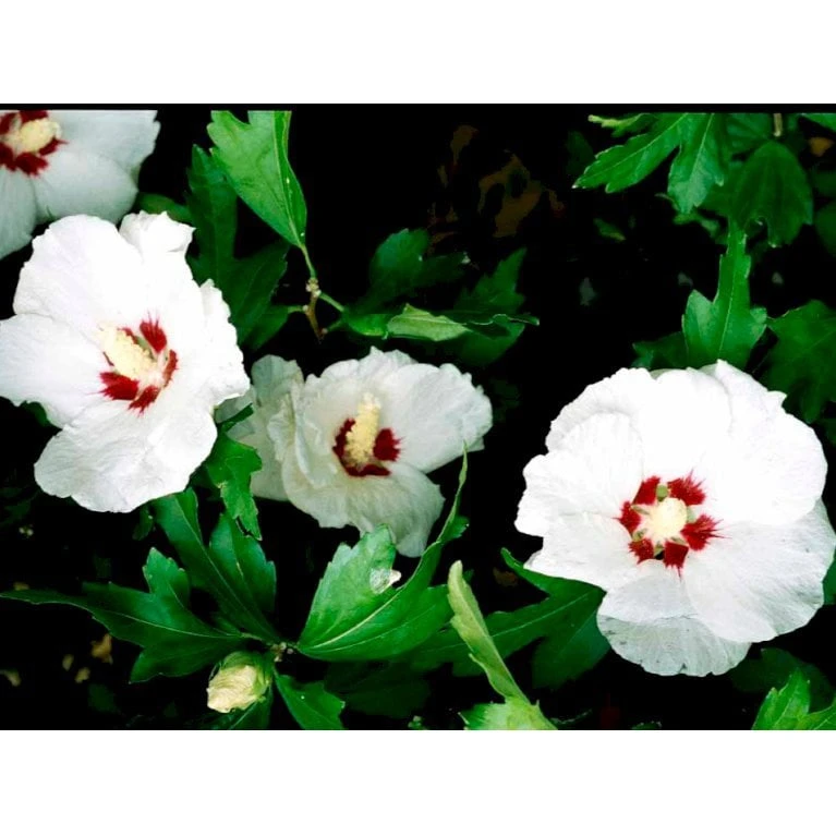 Syrisk Rose 'Red Heart' Hibiscus Syriacus 'Red Heart' Potte 2,0 Liter,- 30-40 Cm. 3 Syrisk Rose 'Red Heart' Hibiscus Syriacus 'Red Heart' Potte 2,0 Liter,- 30-40 Cm.