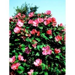 Syrisk Rose 'Woodbridge' Hibiscus Syriacus 'Woodbridge' Potte 4,0 Liter,- 50-60 Cm. -Osmo Salgsbutik mi1203 hibiscus syriacus woodbridge ea69
