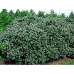 Havtorn 'Hikul' (han) Hippophae Rhamnoides 'Hikul' (han) Potte 4,0 Liter,- 50-60 Cm. -Osmo Salgsbutik mi1217 hippophae rhamnoides hikul ff88