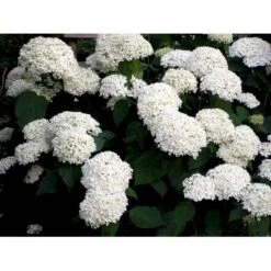 Træagtig Hortensia 'Annabelle' Hydrangea Arborescens 'Annabelle' Potte 2,0 Liter,- 30-40 Cm. -Osmo Salgsbutik mi1252 hydrangea arborescens annabelle 1be1