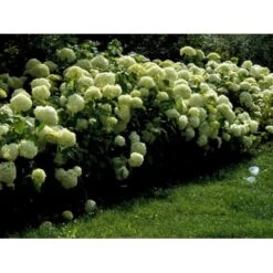 Træagtig Hortensia 'Annabelle' Hydrangea Arborescens 'Annabelle' Potte 2,0 Liter,- 30-40 Cm. -Osmo Salgsbutik mi1252 hydrangea arborescens annabelle 910f
