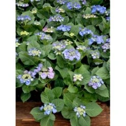 Hortensia 'Blaumeise' Hydrangea Macrophylla 'Blaumeise' 2,5 Liter -Osmo Salgsbutik mi1255 hydrangea macrophylla blaumeise 127c