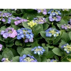 Hortensia 'Blaumeise' Hydrangea Macrophylla 'Blaumeise' 2,5 Liter -Osmo Salgsbutik mi1255 hydrangea macrophylla blaumeise ce48