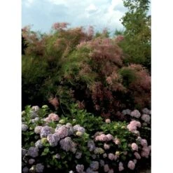 Hortensia 'Bouquet Rose' Hydrangea Macrophylla 'Bouquet Rose' 3,5 Liter Potte -Osmo Salgsbutik mi1258 hydrangea macrophylla bouquet rose e652