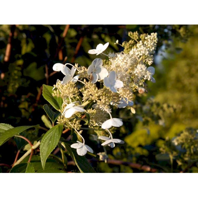 Syrén-Hortensia 'Kyushu' Hydrangea Paniculata 'Kyushu' Potte 2,0 Liter,- 30-40 Cm. 10 Syrén-Hortensia 'Kyushu' Hydrangea Paniculata 'Kyushu' Potte 2,0 Liter,- 30-40 Cm. - Billede 8