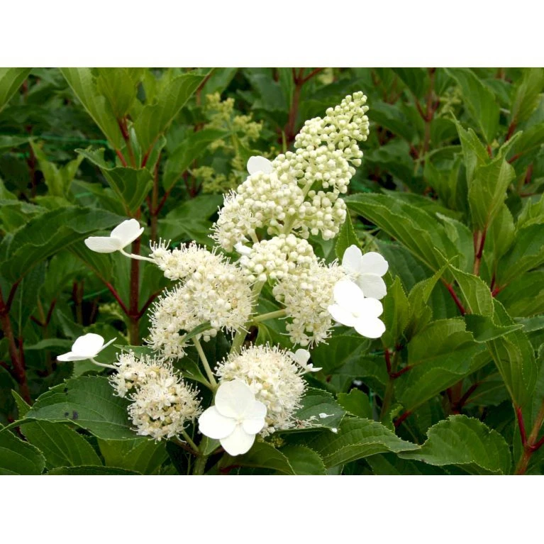 Syrén-Hortensia 'Kyushu' Hydrangea Paniculata 'Kyushu' Potte 2,0 Liter,- 30-40 Cm. 9 Syrén-Hortensia 'Kyushu' Hydrangea Paniculata 'Kyushu' Potte 2,0 Liter,- 30-40 Cm. - Billede 7