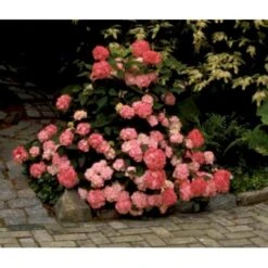 Japansk Hortensia 'Preziosa' Hydrangea Serrata 'Preziosa' 3,5 Liter Potte -Osmo Salgsbutik mi1263 hydrangea preziosa 95d1