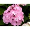 Japansk Hortensia 'Preziosa' Hydrangea Serrata 'Preziosa' 3,5 Liter Potte 1 Japansk Hortensia 'Preziosa' Hydrangea Serrata 'Preziosa' 3,5 Liter Potte -Osmo Salgsbutik mi1263 hydrangea preziosa de2e