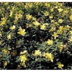 Perikon 'Hidcote' Hypericum Hookerianum 'Hidcote' 3,5 Liter Potte -Osmo Salgsbutik mi1272 hypericum hidcote 8b30