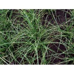 Dværg Zebragræs 'Little Zebra' Miscanthus Sinensis 'Little Zebra' Potte 2 Liter. 7 Dværg Zebragræs 'Little Zebra' Miscanthus Sinensis 'Little Zebra' Potte 2 Liter. -Osmo Salgsbutik mi12750 miscanthus sinensis little zebra 0687