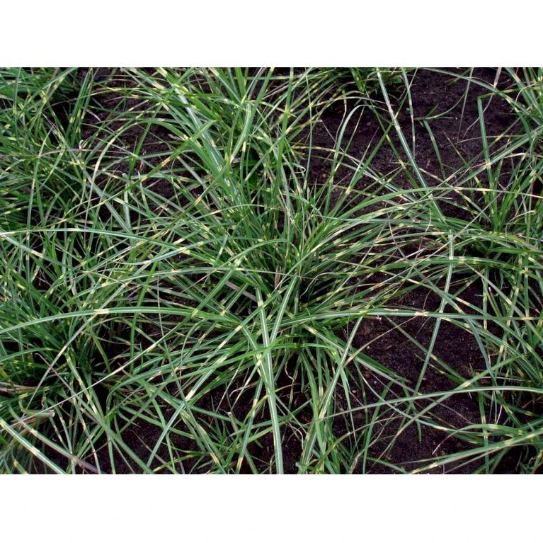 Dværg Zebragræs 'Little Zebra' Miscanthus Sinensis 'Little Zebra' Potte 2 Liter. 5 Dværg Zebragræs 'Little Zebra' Miscanthus Sinensis 'Little Zebra' Potte 2 Liter. - Billede 3