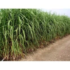 Stor Elefantgræs 'Giganteus' Miscanthus Sinensis 'Giganteus' Potte 2 Liter. -Osmo Salgsbutik mi12758 miscanthus floridus e2c5