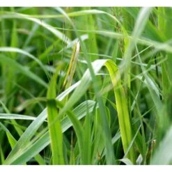 Pibegræs 'Transparent' Molinia Arundinacea 'Transparent' 1 Liter Potte -Osmo Salgsbutik mi12765 molinia arundinacea transparent 561c