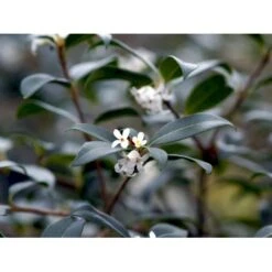 Stenved Osmanthus Burkwoodi Potte 3,5 Liter 20-30 Cm. -Osmo Salgsbutik mi12877 osmanthus x burkwoodii 9d97