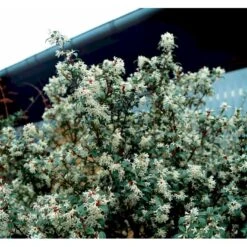 Stenved Osmanthus Burkwoodi Potte 3,5 Liter 20-30 Cm. -Osmo Salgsbutik mi12877 osmanthus x burkwoodii df20