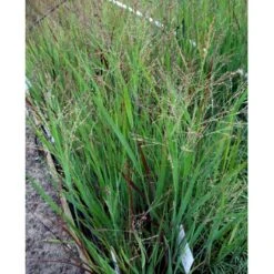 Staudehirse Panicum Virgatum 'Heavy Metal' 1 Liter Potte -Osmo Salgsbutik mi12967 panicum virgatum heavy metal 1764