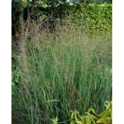 Staudehirse Panicum Virgatum 'Heavy Metal' 1 Liter Potte -Osmo Salgsbutik mi12967 panicum virgatum heavy metal 3770