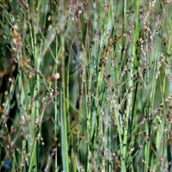 Staudehirse Panicum Virgatum 'Heavy Metal' 1 Liter Potte -Osmo Salgsbutik mi12967 panicum virgatum heavy metal 3c8f