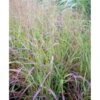 Staudehirse Panicum Virgatum 'Shenandoah' 1 Liter Potte -Osmo Salgsbutik mi12972 panicum virgatum shenandoah ac6f