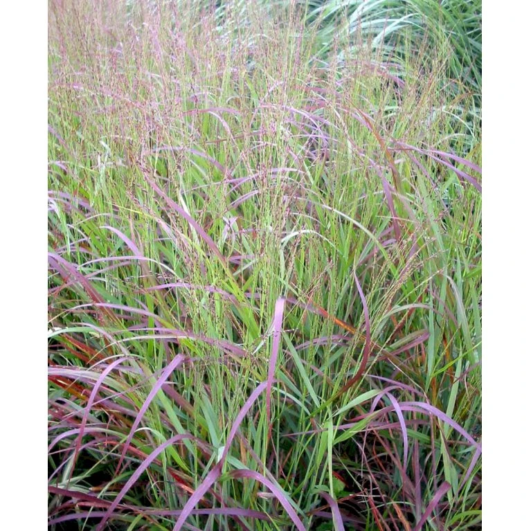 Staudehirse Panicum Virgatum 'Shenandoah' 1 Liter Potte 3 Staudehirse Panicum Virgatum 'Shenandoah' 1 Liter Potte